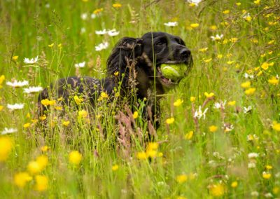 Black cocker in long grass