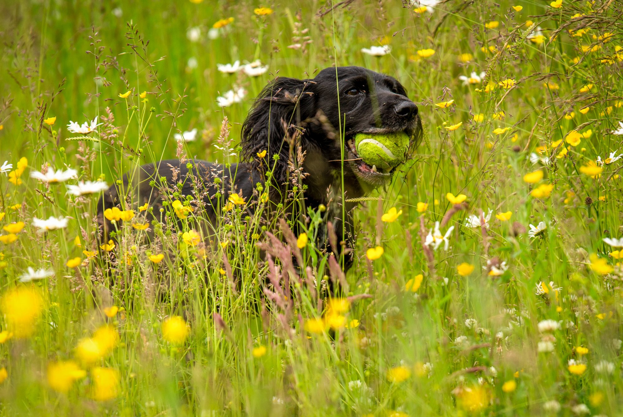 Black cocker in long grass