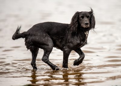 cocker spaniel in river