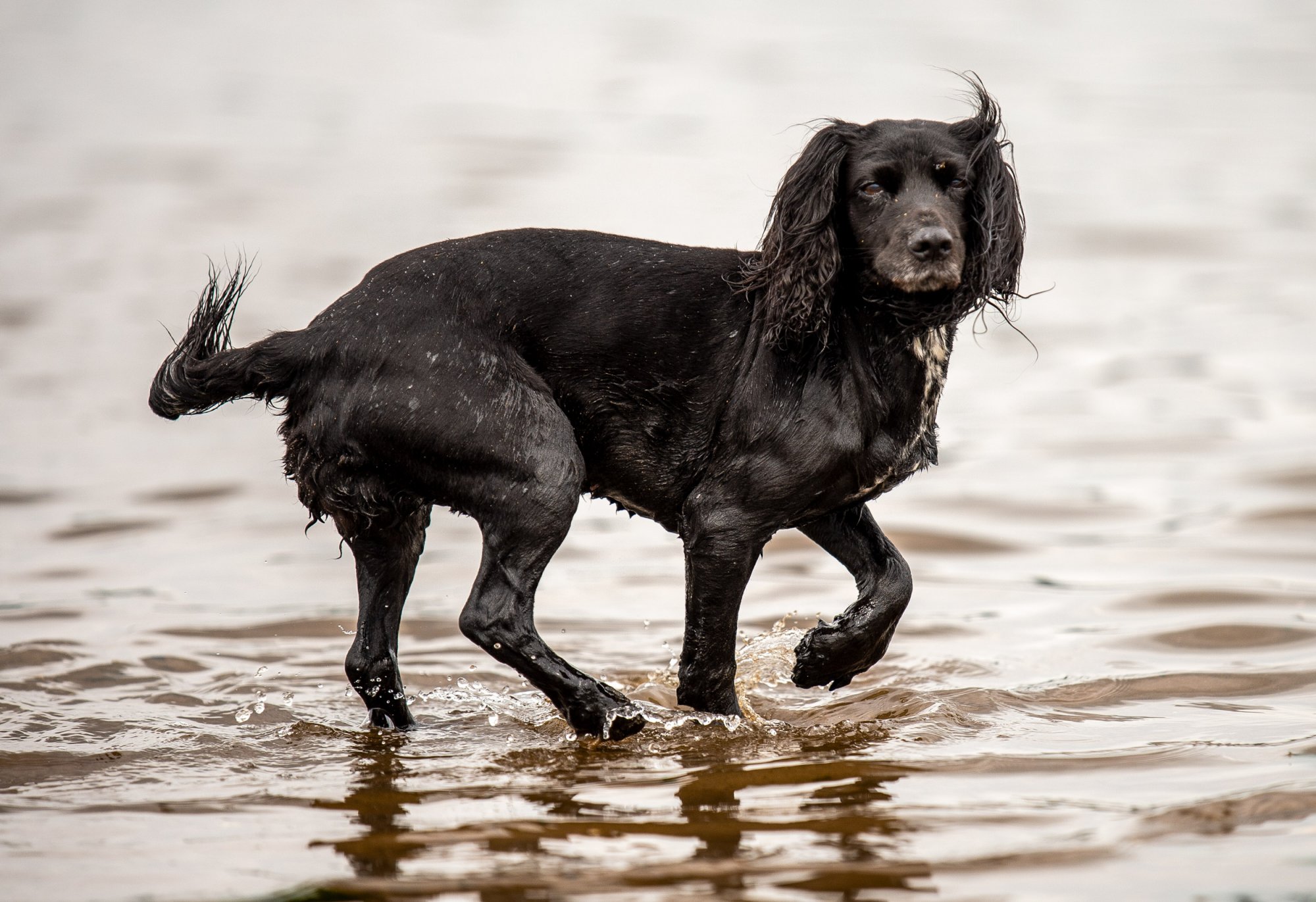 cocker spaniel in river