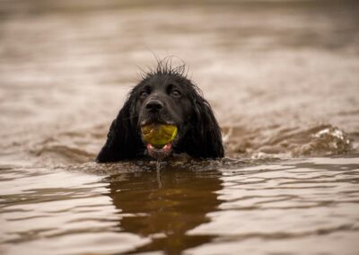 working cocker retrieving a ball