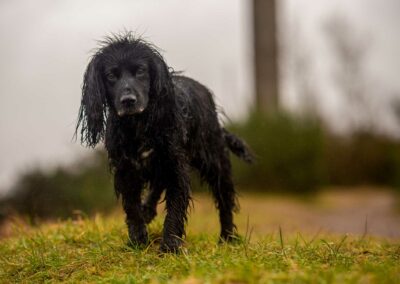 wet dog photo