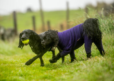 dogs being walked at knockmountain