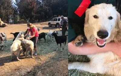 during-the-california-tubbs-fire-a-dog-named-odin-refused-v0-2drlovvlr3ig1 odin the guard dog