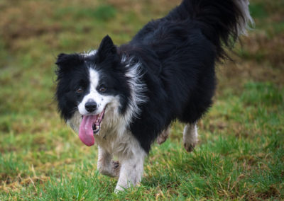 black and white border collie