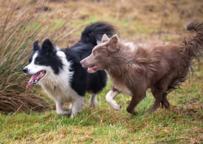 border collies running