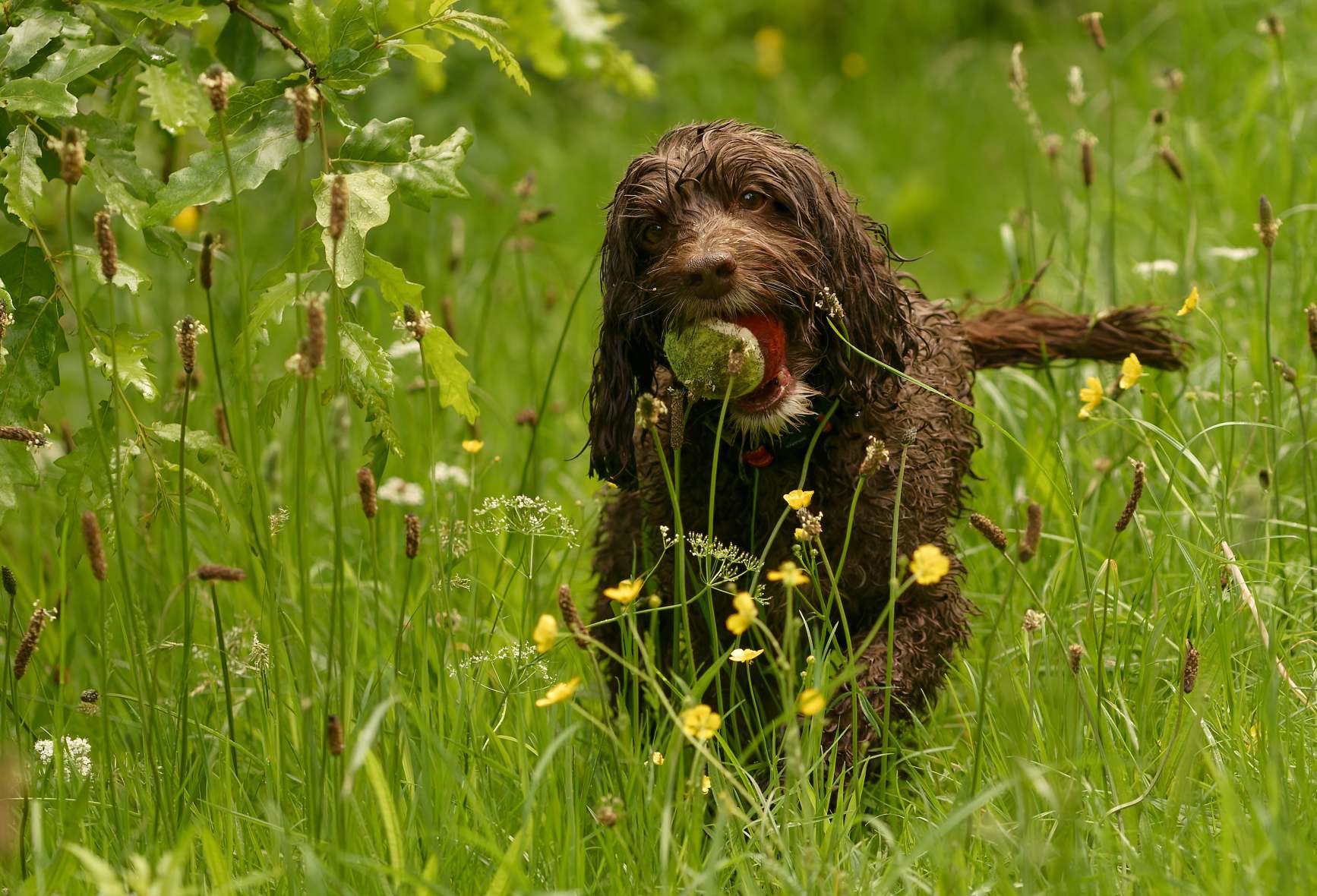 cockapoo in long grass