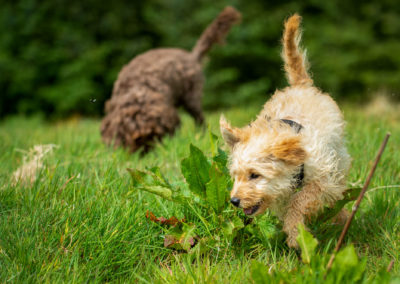 dogs in grass