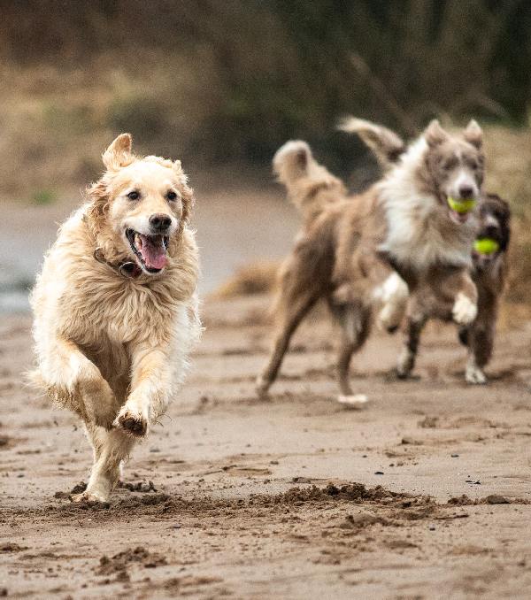 dogs running on erskine beach