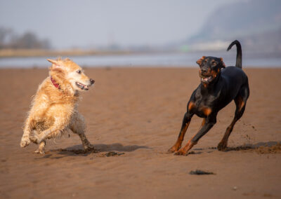 Golden retriever and doberman