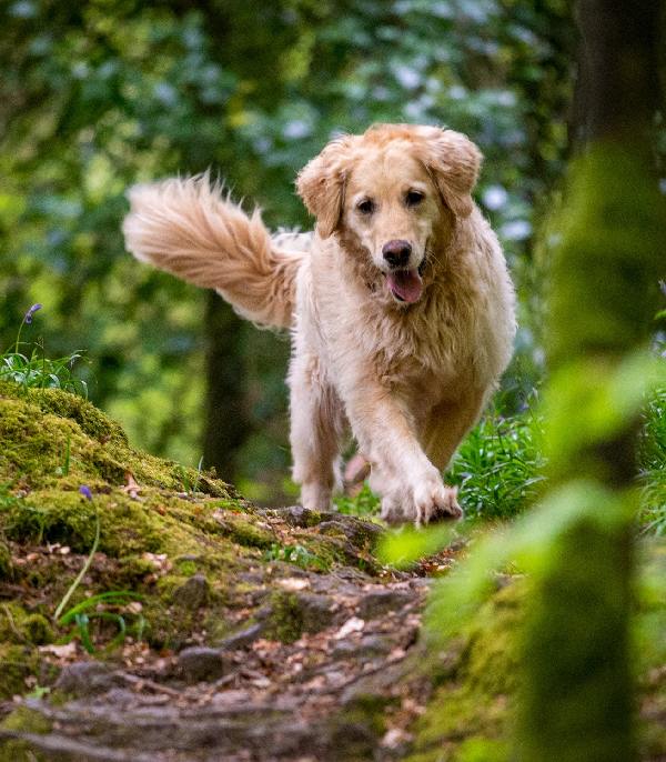a golden retriever walking a woodland trail