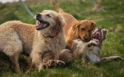 The dogs having a play