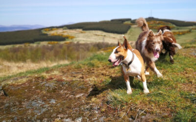 dog walking at knockmountain