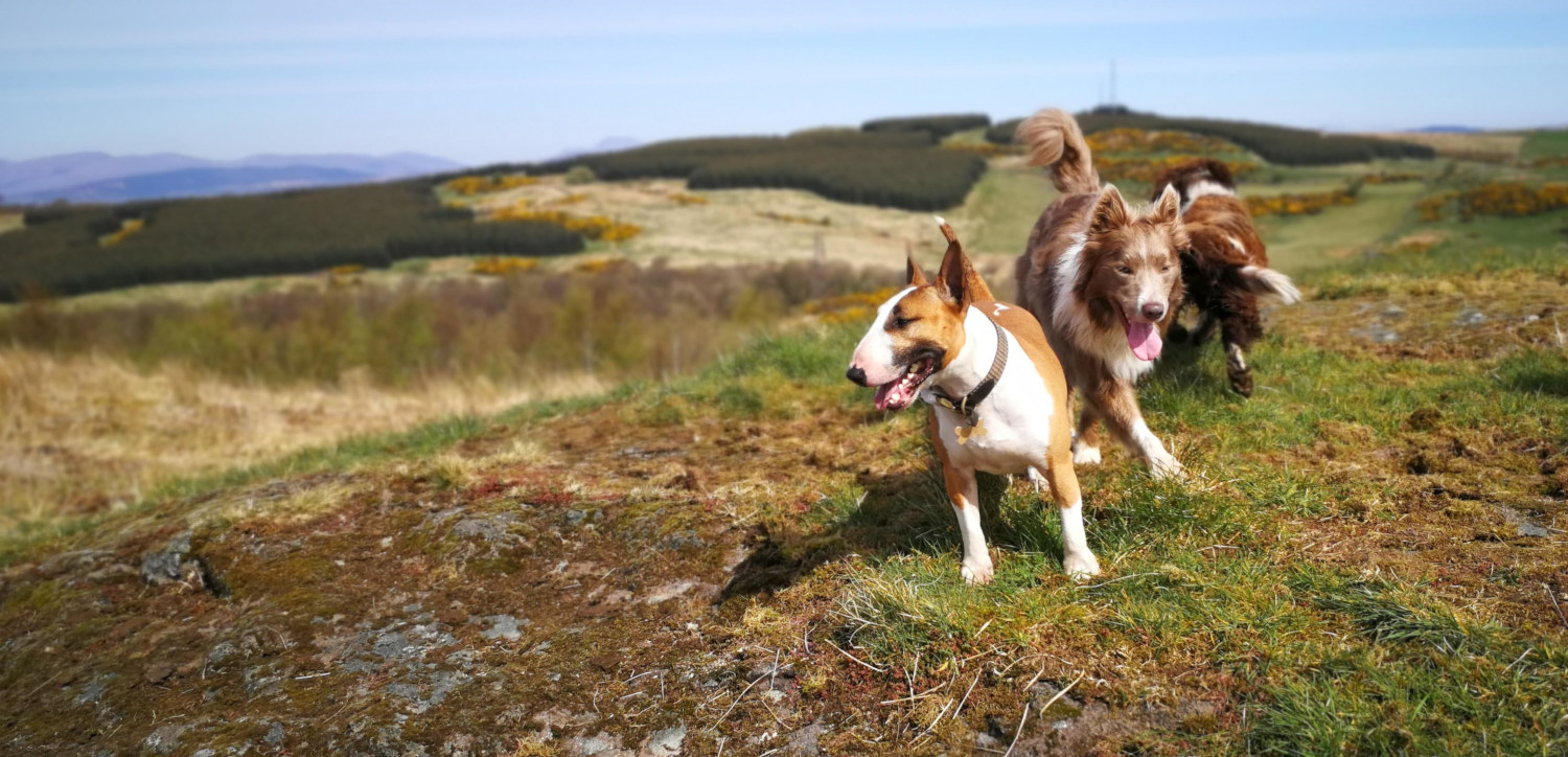 dog walking at knockmountain