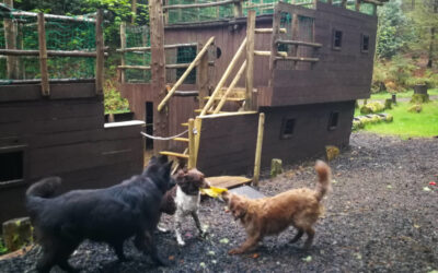 dog walking in finlaystone