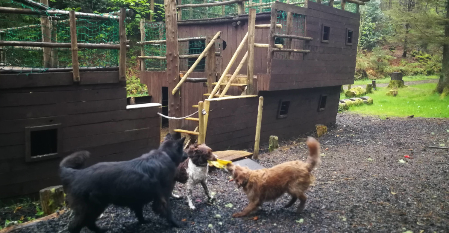 dog walking in finlaystone