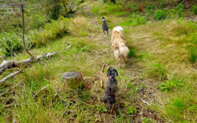 Finlaystone’s New Trails and Dog Park