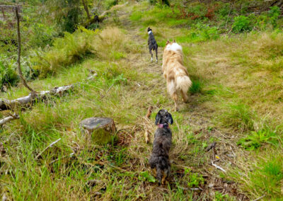 dog walking in Finlaystone Country Estate