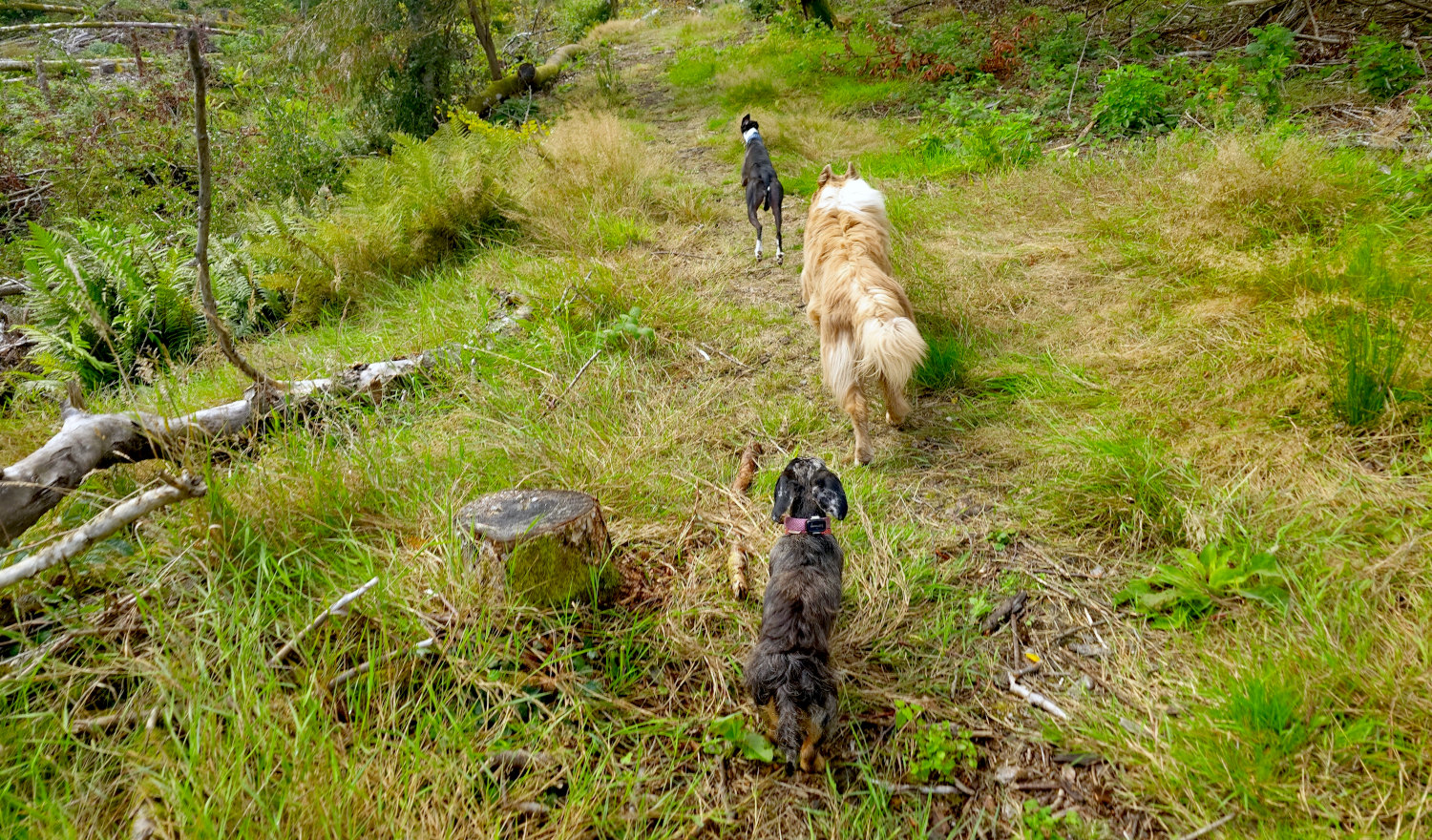 dog walking in Finlaystone Country Estate