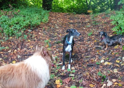 3 dogs standing on a woodland trail
