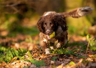 springer spaniel in wood