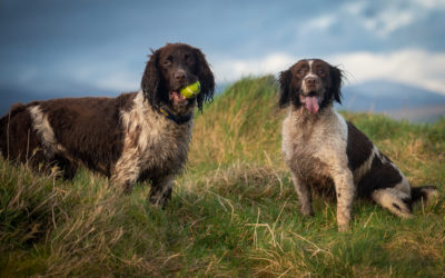 Flo and Daisy spaniels getting a photo taken
