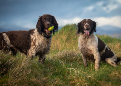 spaniels getting a photo taken