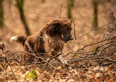 springer spaniel in Boden Boo