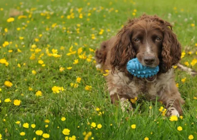 springer spaniel in meadow with toy in mouth