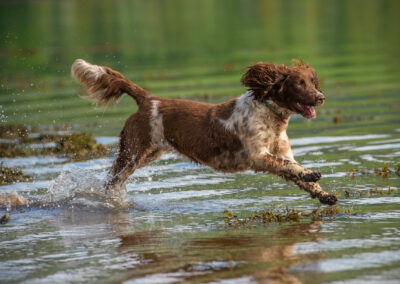 Liver and white springer spaniel action photo