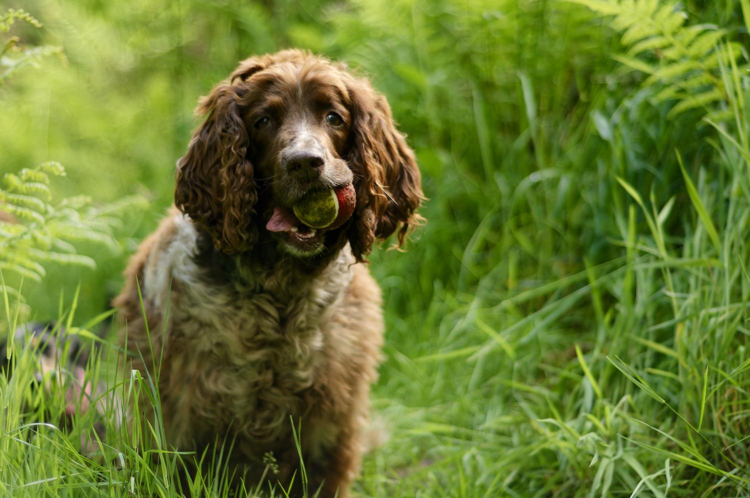 outdoor portrait of a springer spaniel