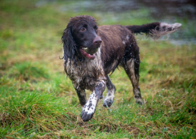 wet dog