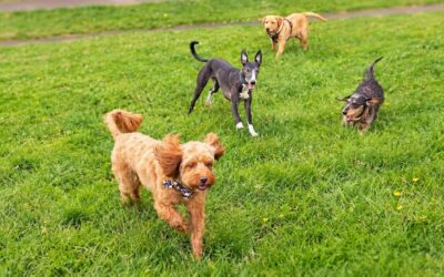 dogs getting walked at parklea, port glasgow