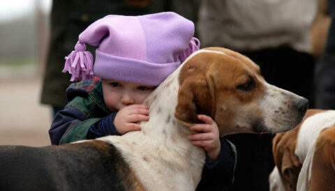 A toddler crying while embracing a foxhound.