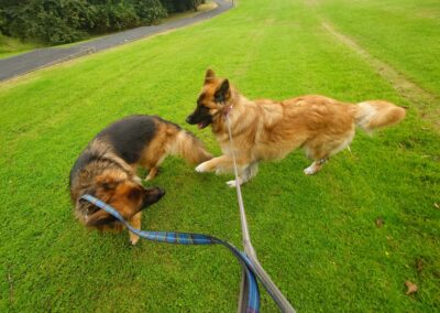 german shepherds play on lead