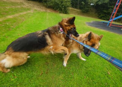 two german shepherds trying to play while on lead
