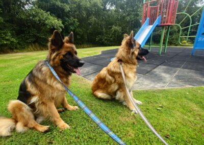 german shepherds sitting next to a kids climbing frame