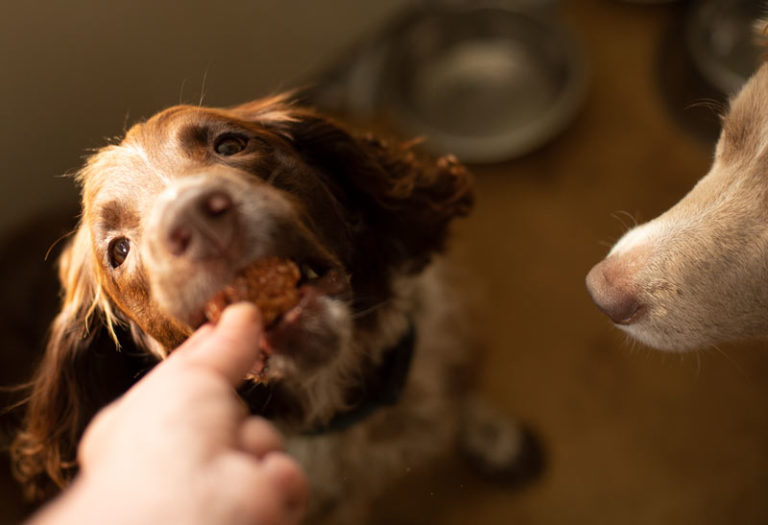 dog eating a beet bite
