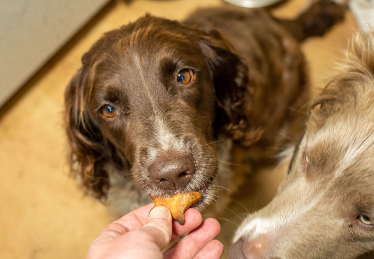 feeding dog a homemade dog biscuit