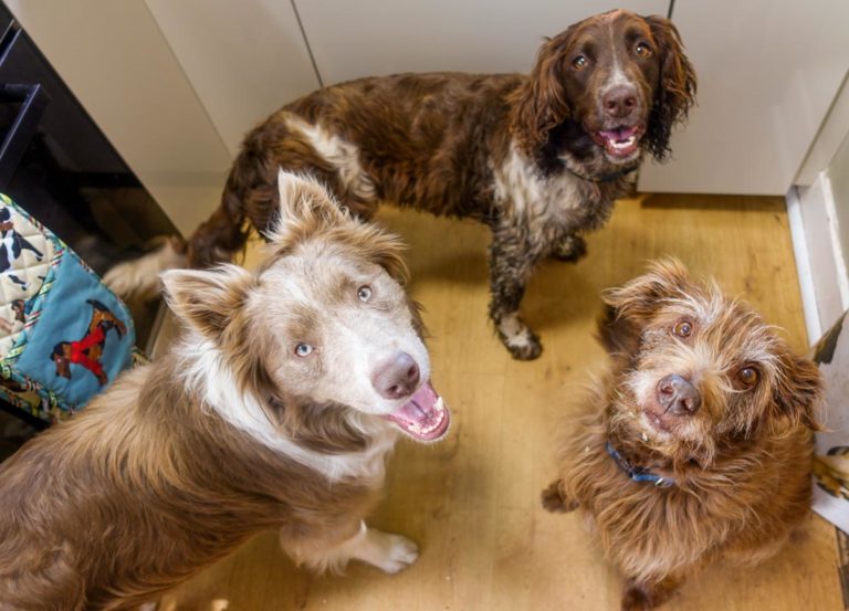 dogs waiting for a biscuit