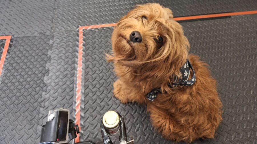 dogs can smell stress