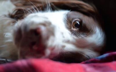 is your pet psychic