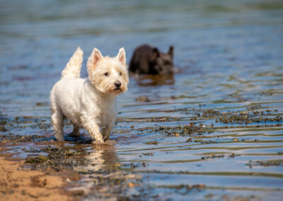 West highland terrier on coastline