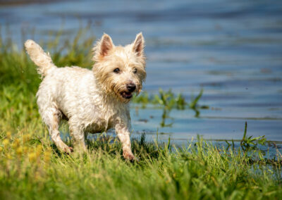 West highland terrier sunny day