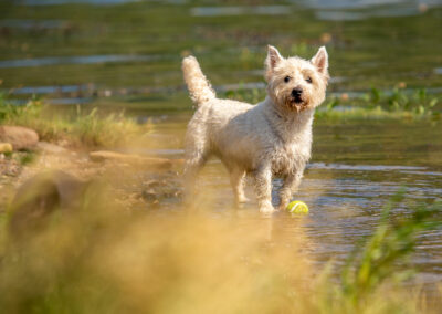 west highland terrier near river