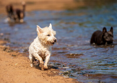 west highland terrier running on beach