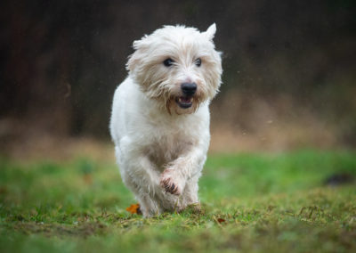 westie dog running