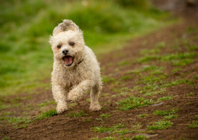 small white dog running