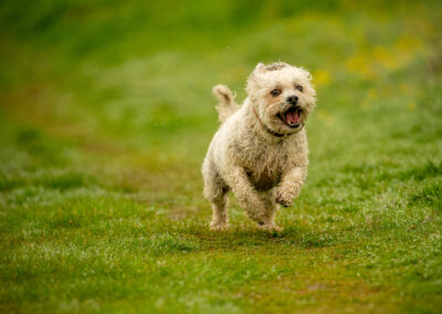 Small dog running on grass