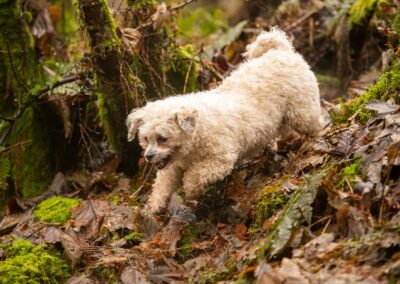small white dog